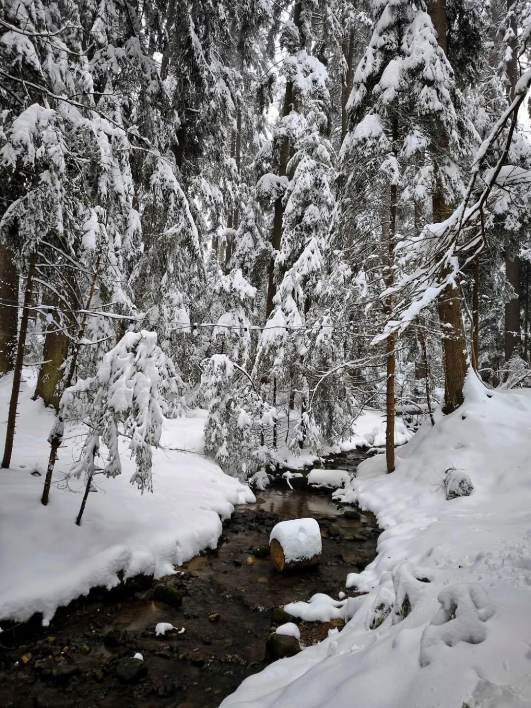 Mountain Studio Asp E63 Borovets Gardens Zewnętrze zdjęcie